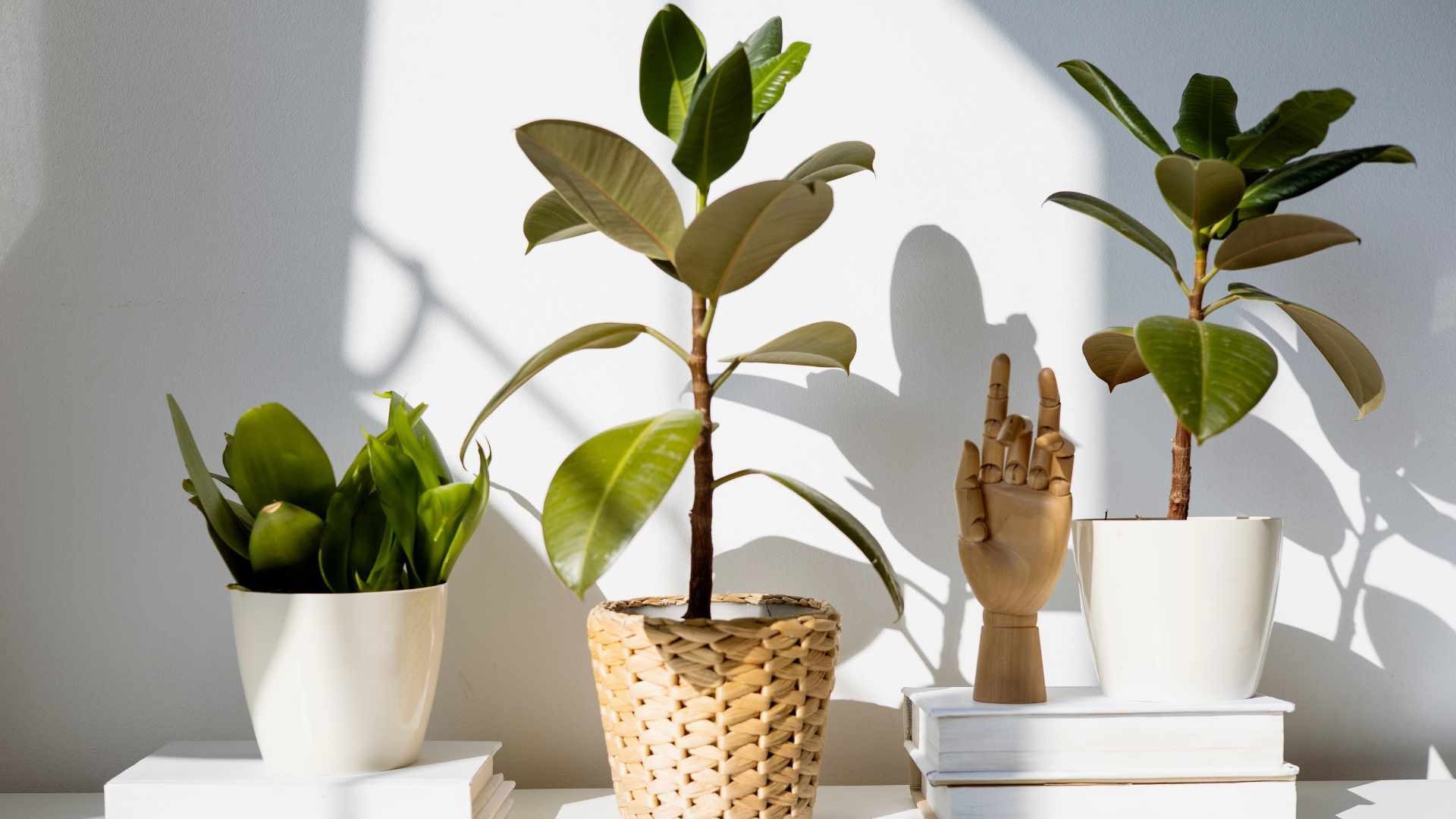 làm thế nào để làm mới ngôi nhà của bạn